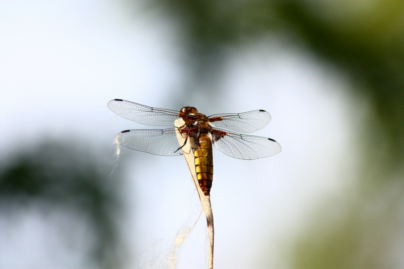 Libellula depressa?